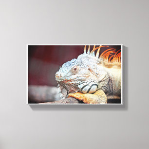 Lizard Canvas Print