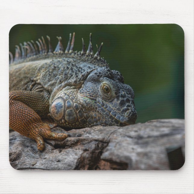 lizard, iguana, nature mouse pad (Front)