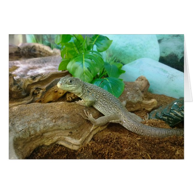 Lizard in a Terrarium (Front Horizontal)