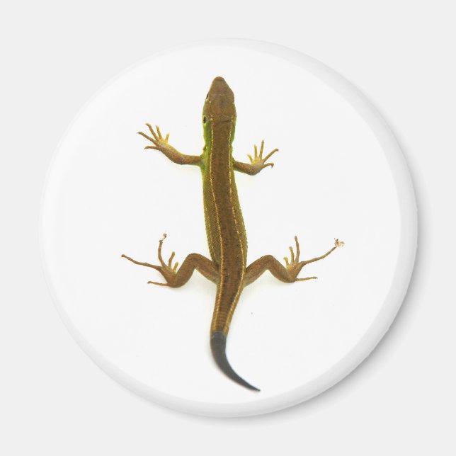 lizard magnet (Front)
