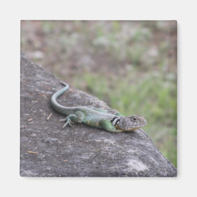 Lizard Magnet (Front)