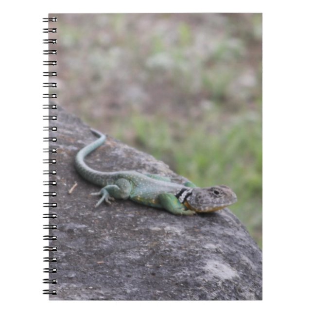 Lizard Notebook (Front)