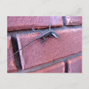 Lizard on Brick Wall Nature Wildlife Photography Postcard