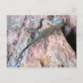 Lizard on the Wall Postcard