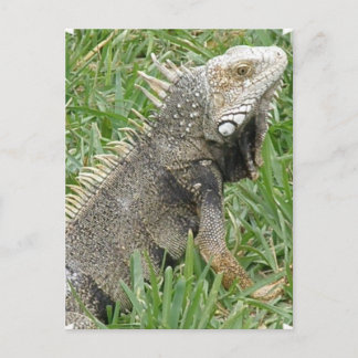 Lizard Postcard