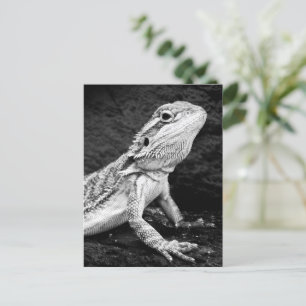 Lizard Postcard
