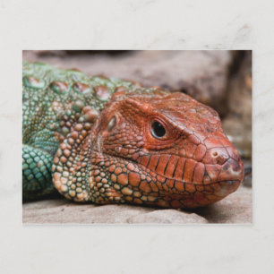 Lizard Postcard