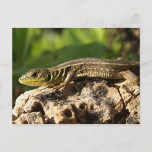 Lizard Postcard