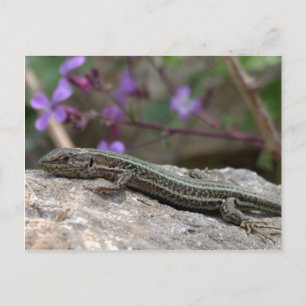 Lizard Postcard