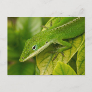 Lizard Postcard 01