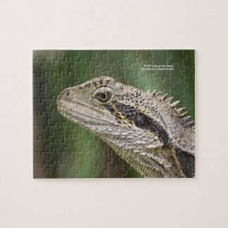 Lizard puzzle