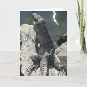 Lizard Rock Greeting Card