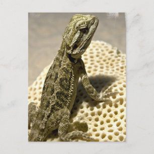 Lizard Species Postcard