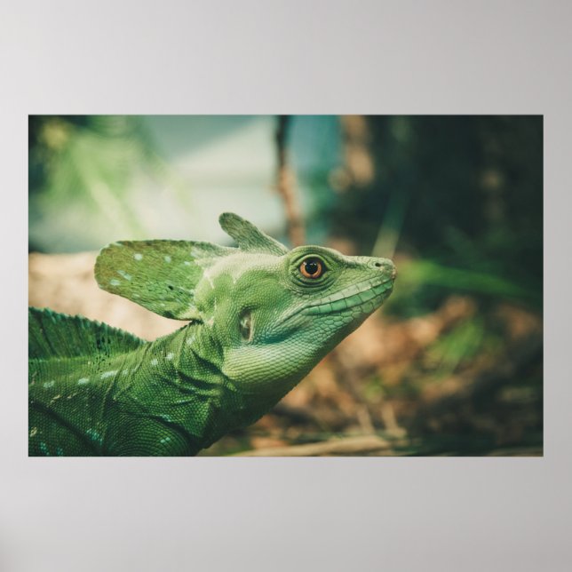 Lizard watch close up eye view poster (Front)