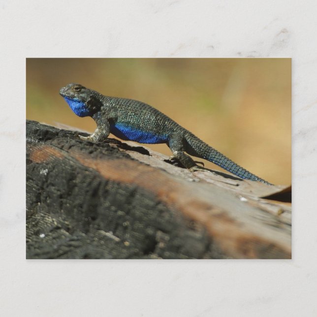 Lizards Blue Belly Scales Postcard (Front)