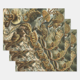 Lizards by Ernst Haeckel Vintage Lacertilia Animal Wrapping Paper Sheet
