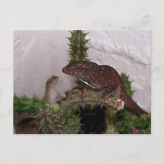 Lizards on cactus against pale yellow background postcard