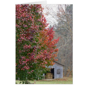Liz's Barn in Fall