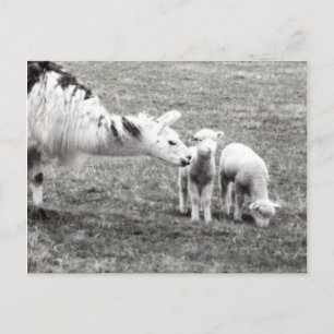 Llama and Lambs Postcard