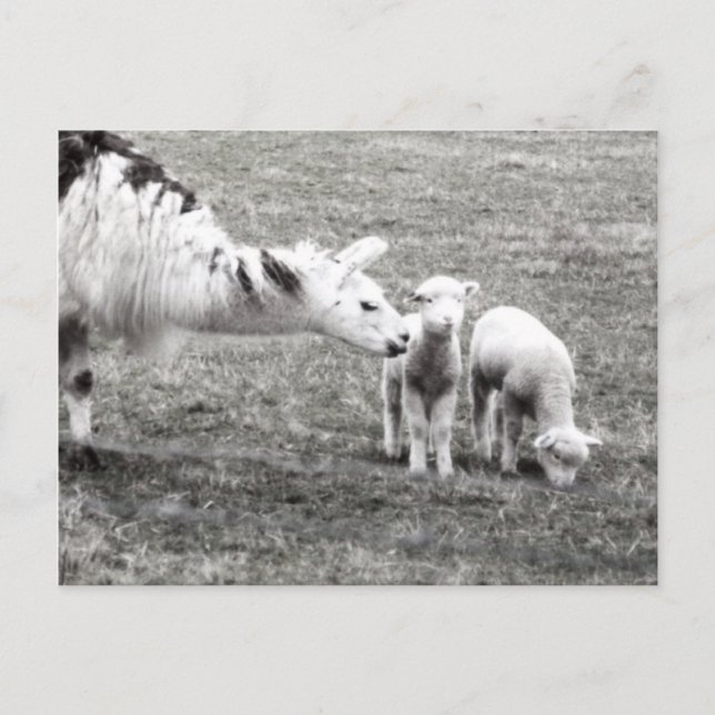 Llama and Lambs Postcard (Front)