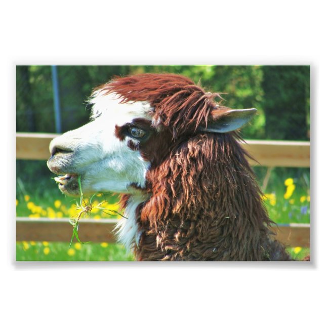 Llama Animal Photo Print (Front)