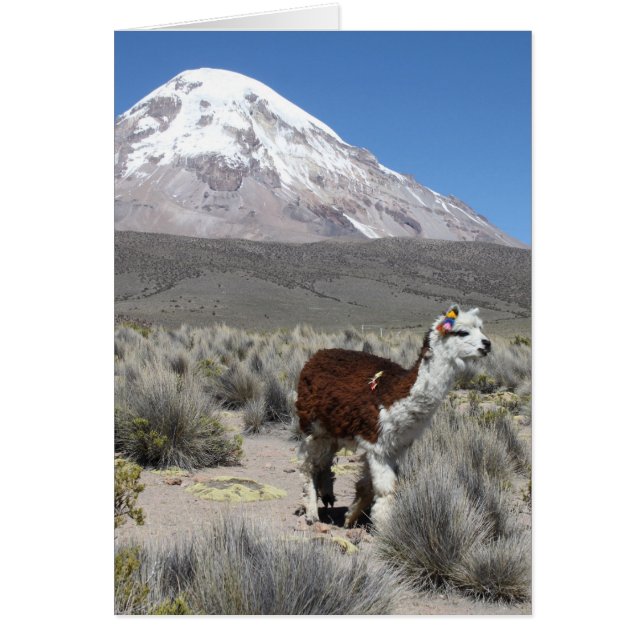 Llama by Snow Sajama Mountain, Bolivia Note Card (Front)