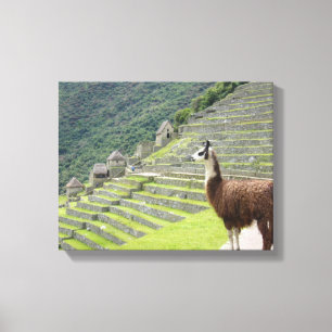 llama canvas