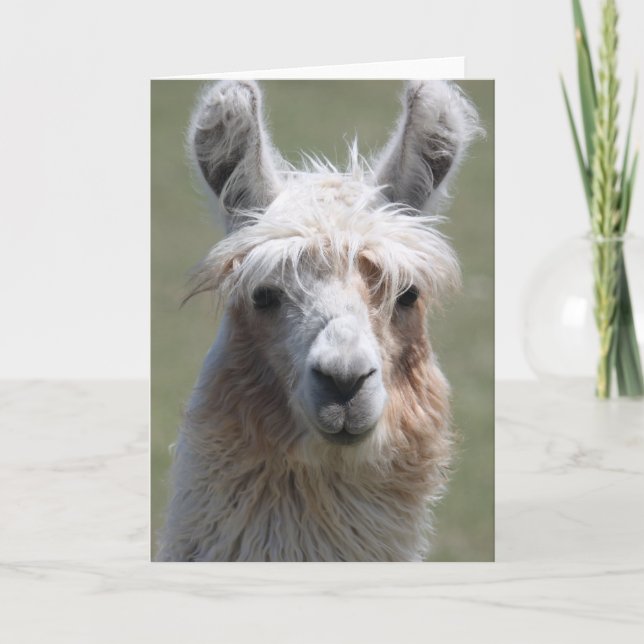 Llama Card (Front)