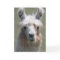 Llama