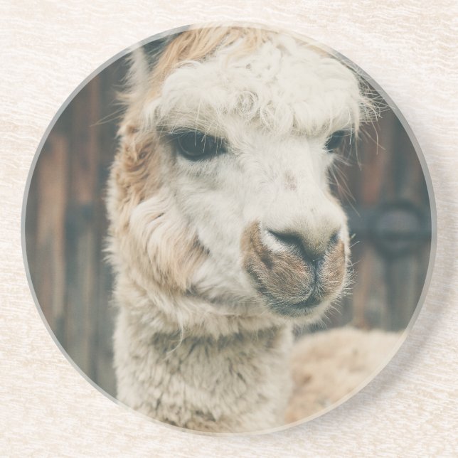 Llama Close Up Coaster (Front)