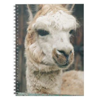 Llama Close Up Spiral Notebook