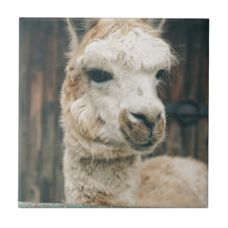 Llama Close Up Tile