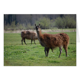 Llama Country Card