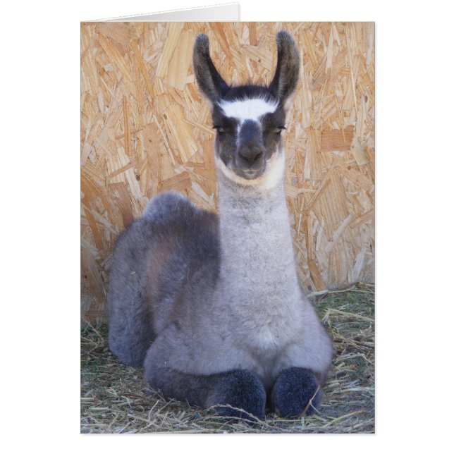 Llama Cria - blank (Front)