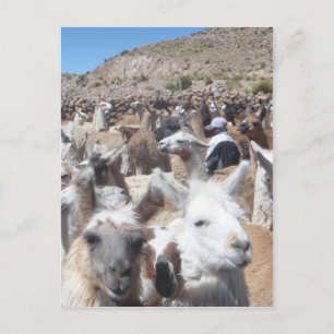 Llama Disco Postcard