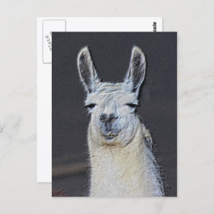 Llama Face Animal Art Personalized Postcard
