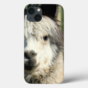 Llama Face iPhone 13 Case