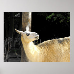 Llama feeding poster