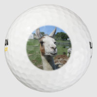 Llama