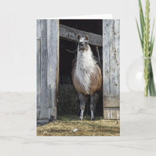 Llama, Greeting The Day Card