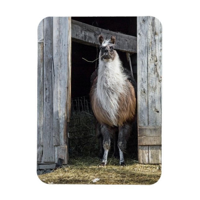 Llama, Greeting The Day Magnet (Vertical)