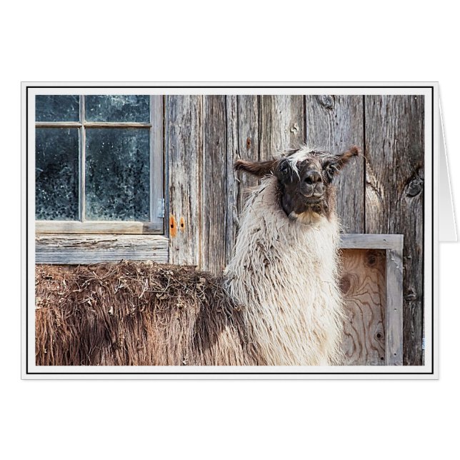 Llama in front of a barn (Front Horizontal)