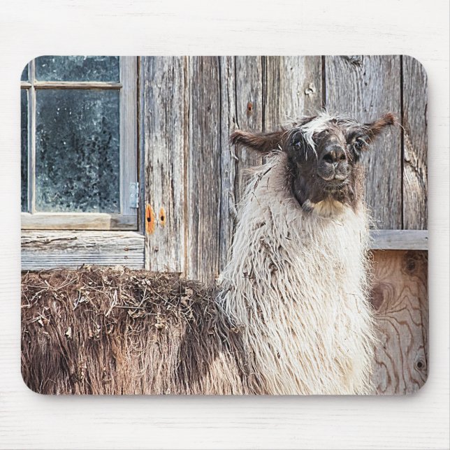 Llama in front of a barn mouse pad (Front)