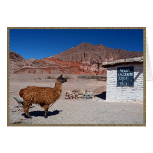 Llama in the Quebrada de Cafayate, Argentina