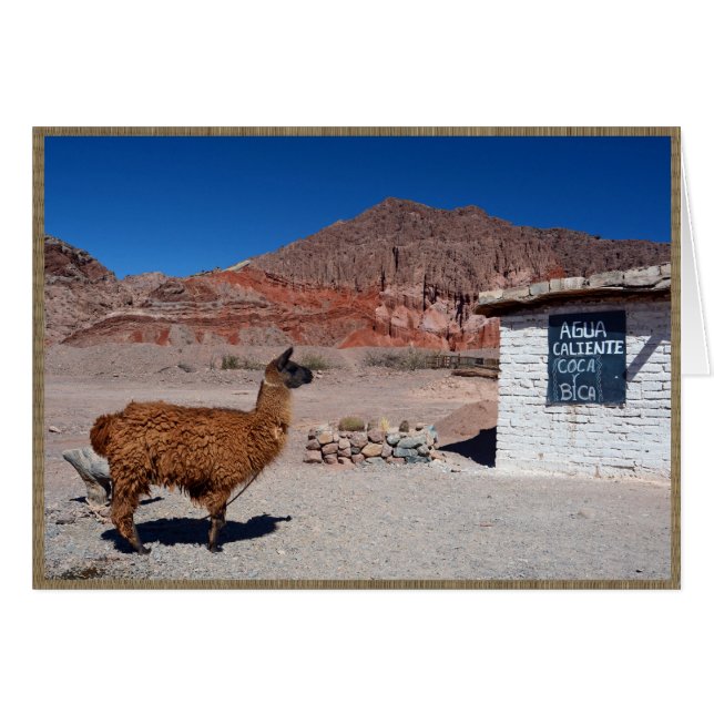 Llama in the Quebrada de Cafayate, Argentina (Front Horizontal)