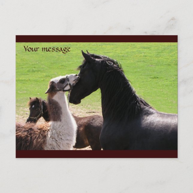 Llama kiss Postcards (Front)