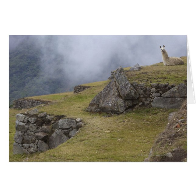 Llama (Lama glama) amongst the Inca terraces at (Front Horizontal)