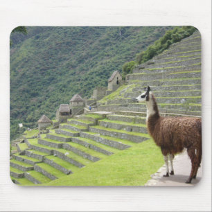 llama lands mouse pad