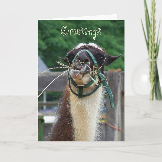 Llama Llunch, Greetings Card (Front)