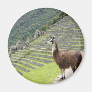 llama looks magnet